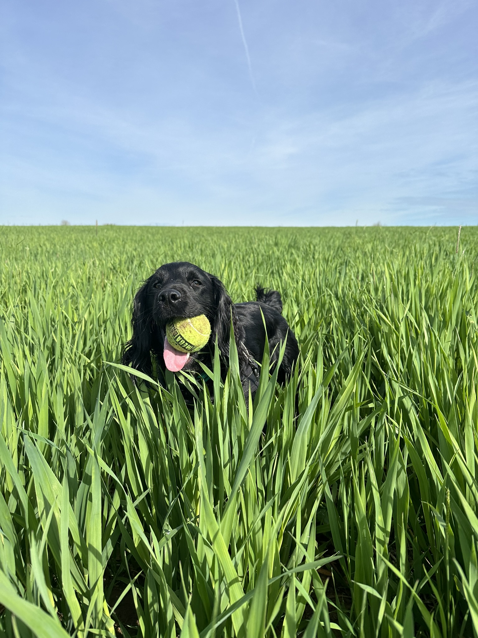 Dog in grass